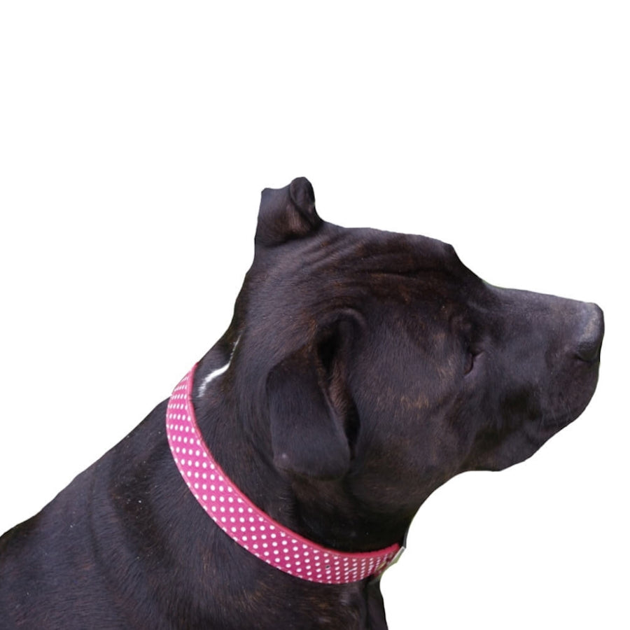 Collar or Lead Polka Dot