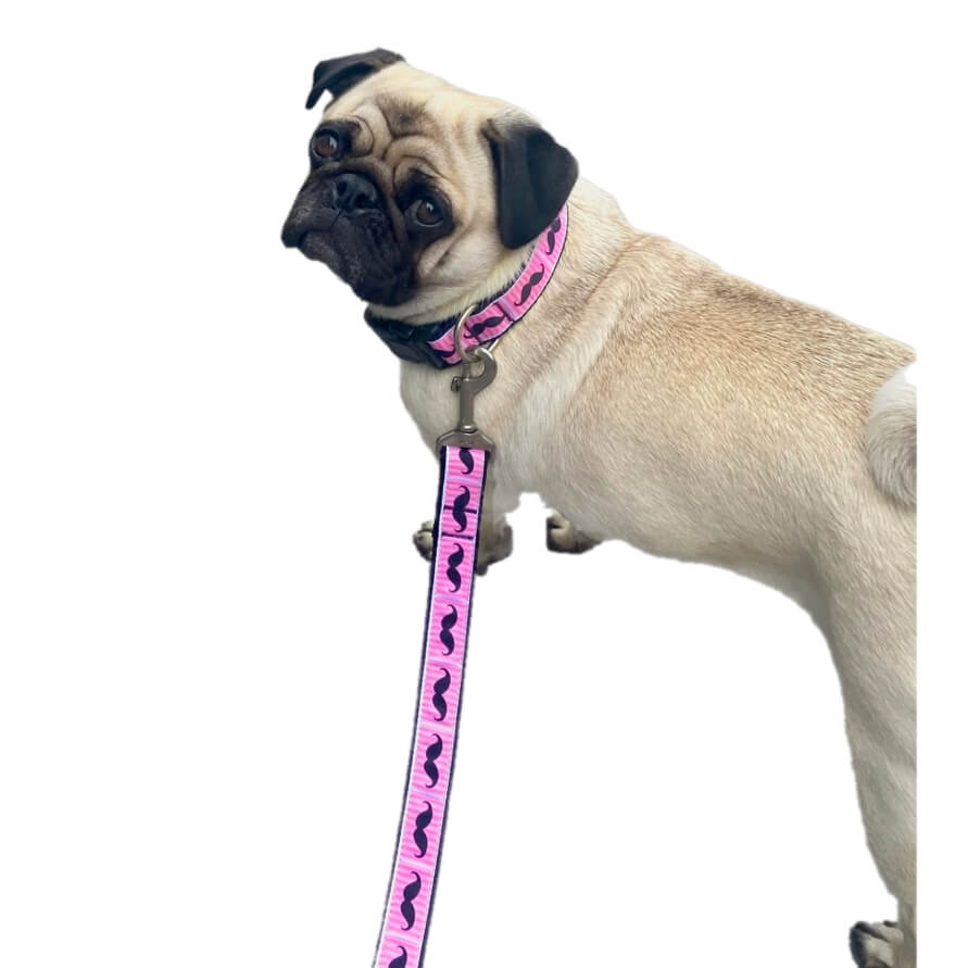 Luxury Collar Including Lead Webbed Pink Moustache
