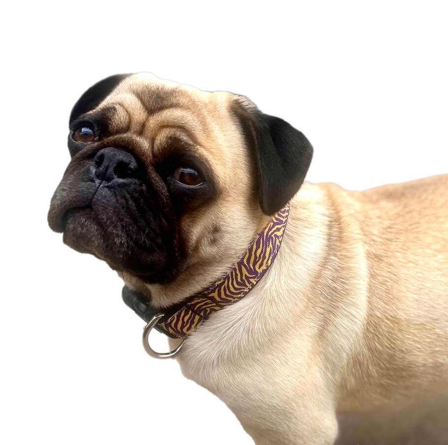 Luxury Collar or Lead Webbed Purple Tiger
