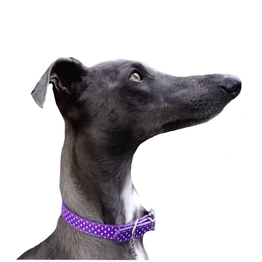 Collar or Lead Polka Dot