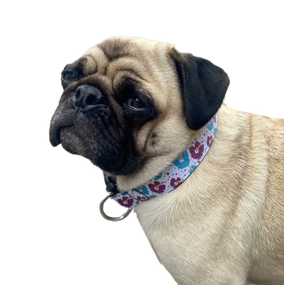 Luxury Collar Webbed Hibiscus Floral