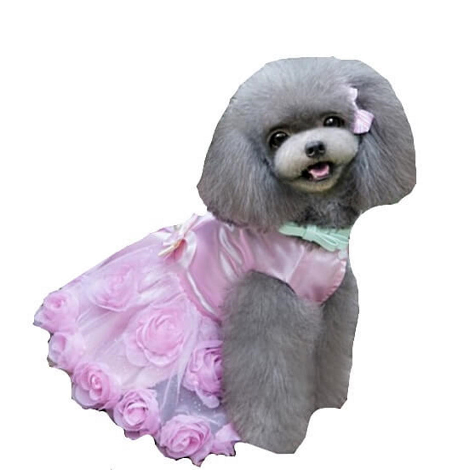 Dress Pink Party Rose