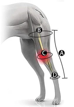 Knee Support with Band leg diagram labeled parts