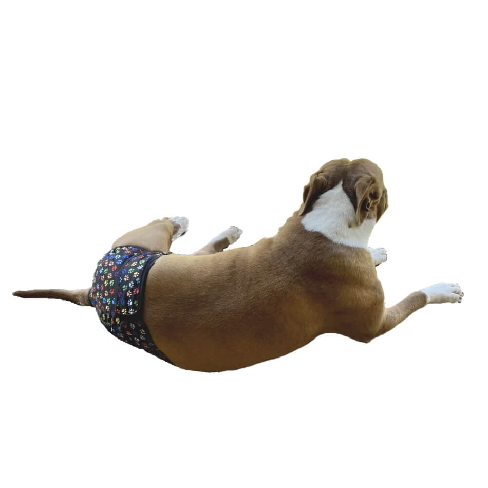 Sanitary Pants Colourful Paws