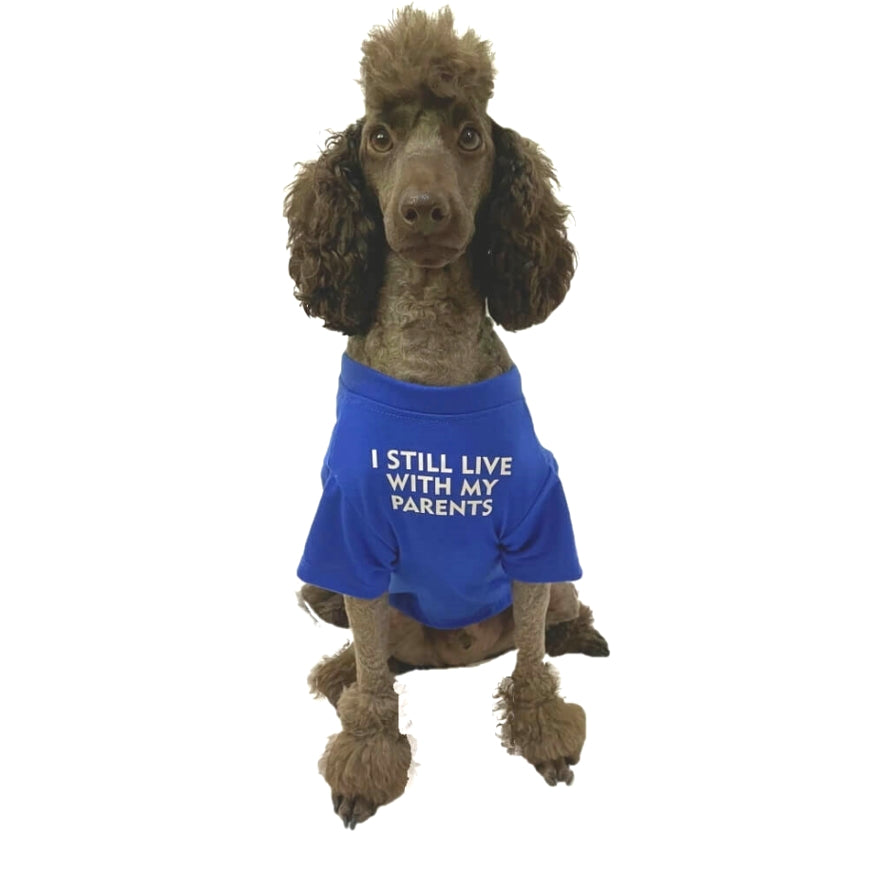 Shirt Blue Still Live With Parents