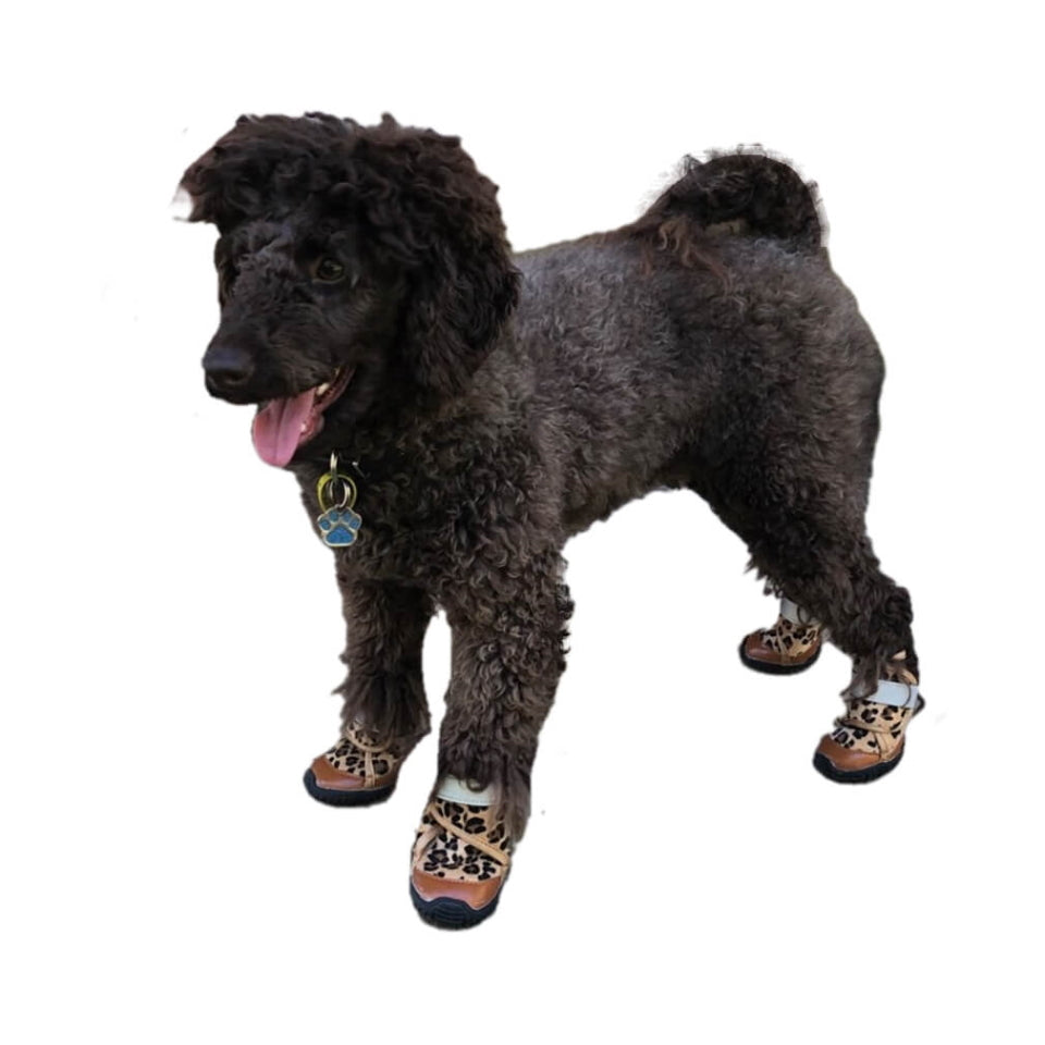 Large Paw Non-Skid Shoes Leopard