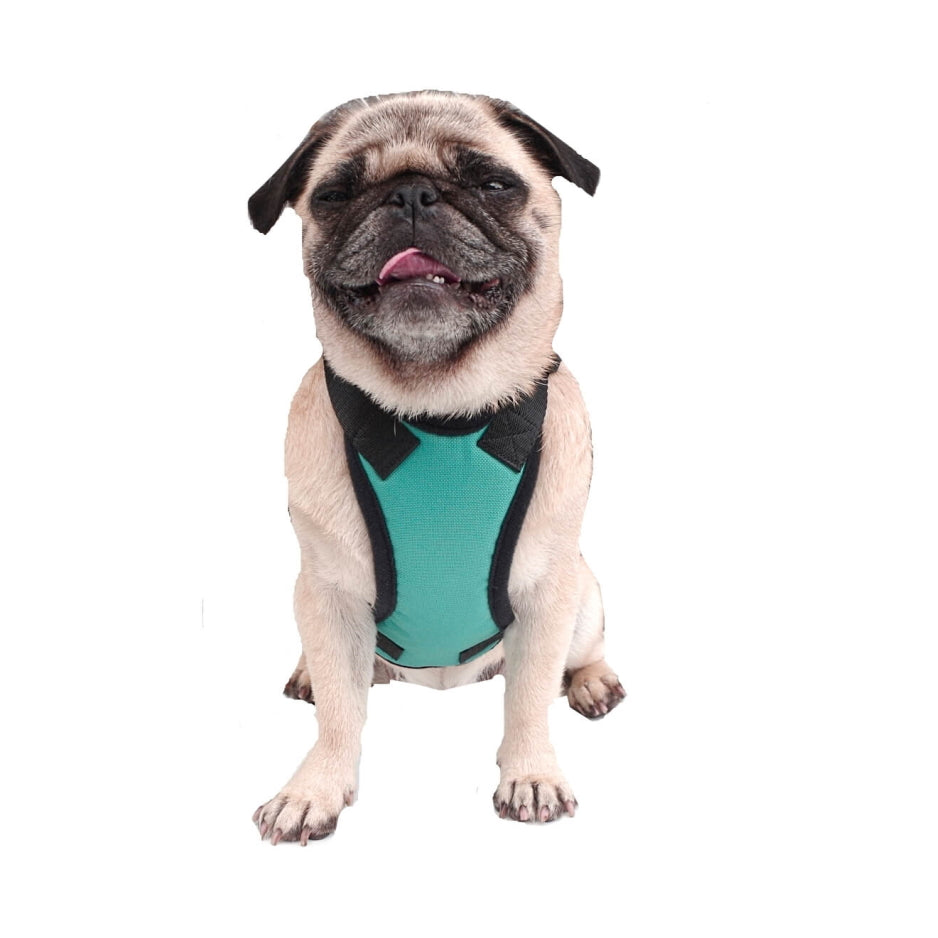 Car Harness with Restraint Belt