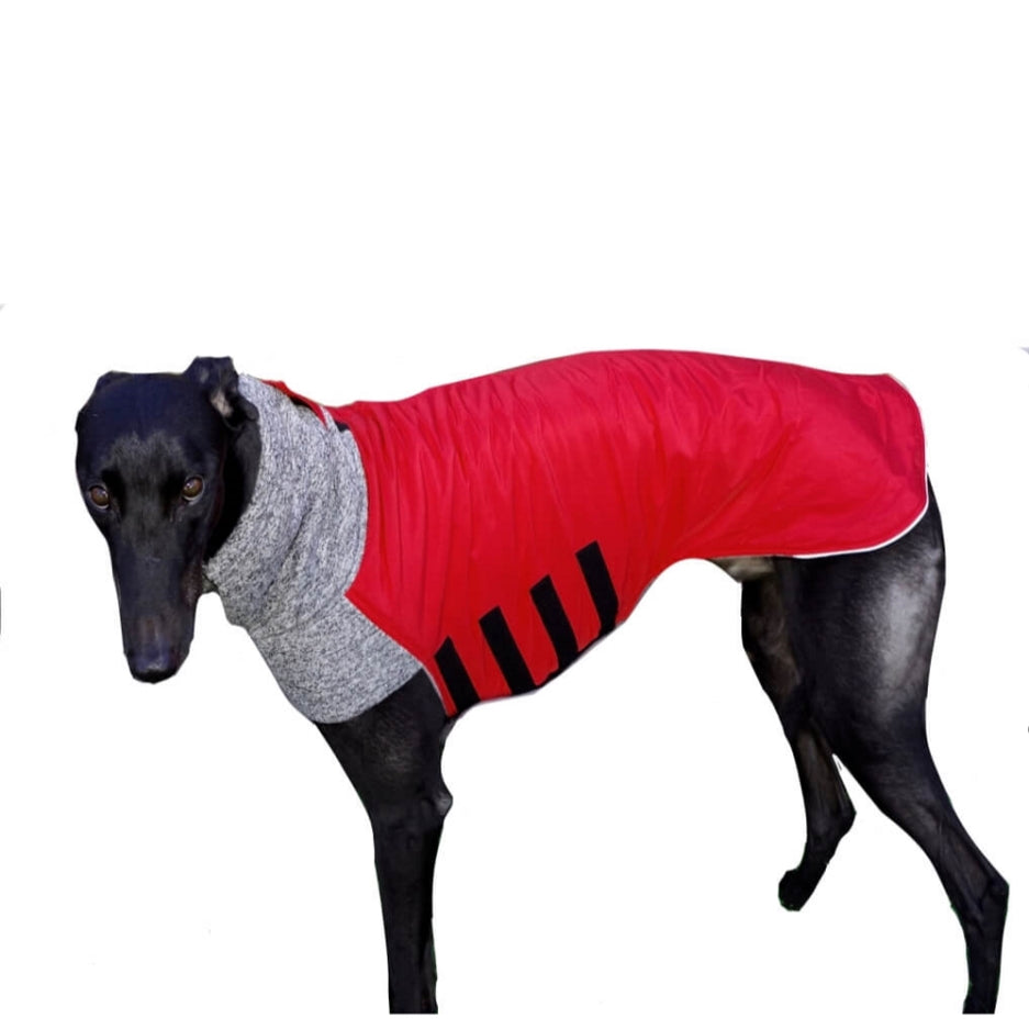 Coat Greyhound Whippet Red