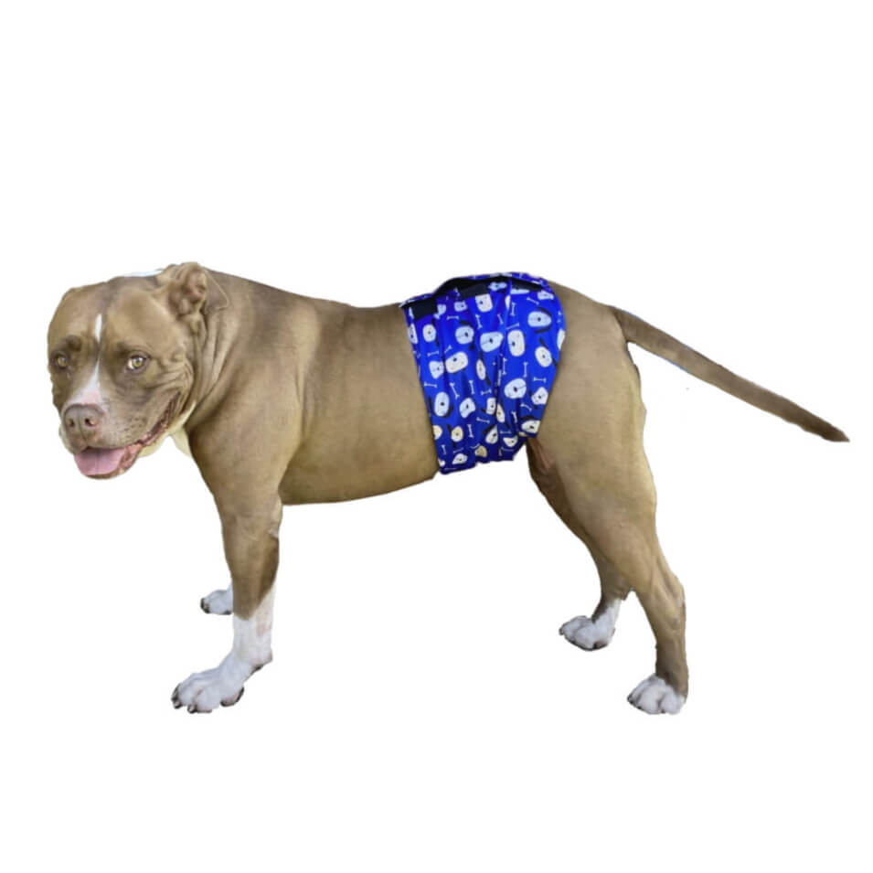 Belly Band Wrap Blue Houndz