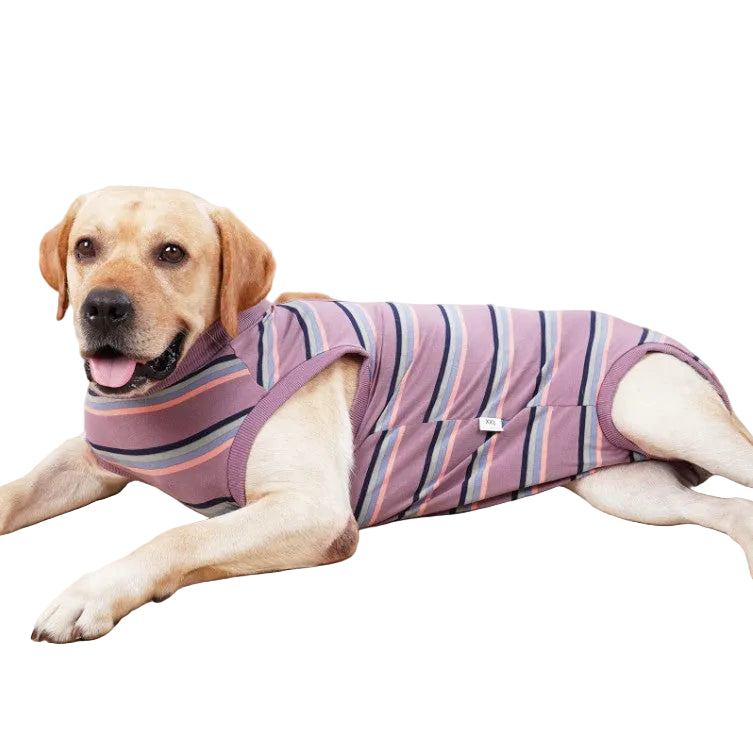 Dog wearing a striped purple coat lying on a wooden floor with a beige couch in the background.