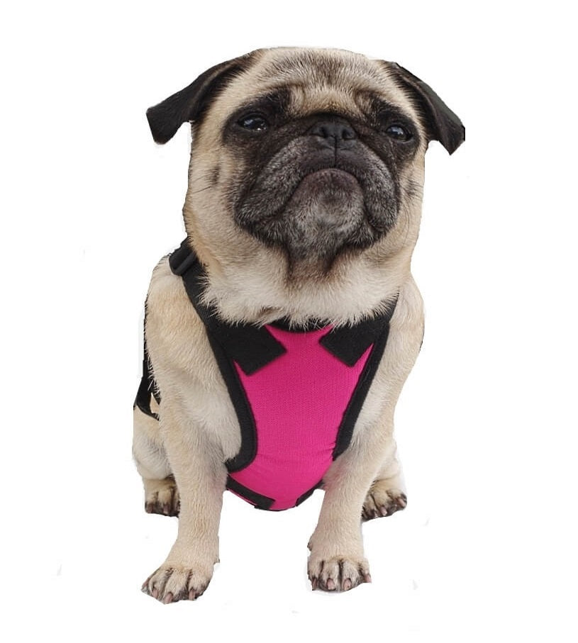 Car Harness with Restraint Belt