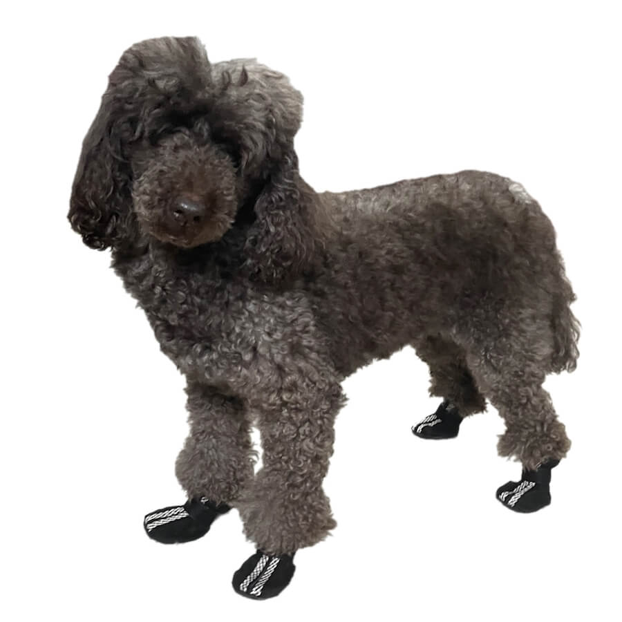 Small Paw Non-Skid Black Slipper Shoes