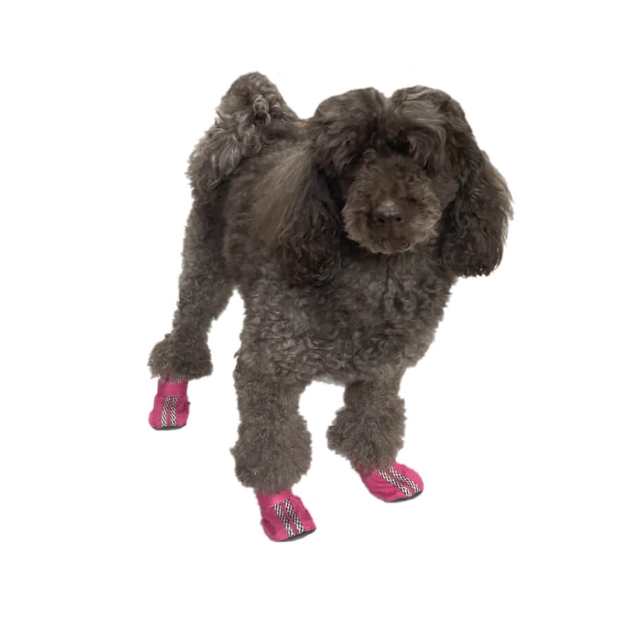 Small Paw Non-Skid Black Slipper Shoes