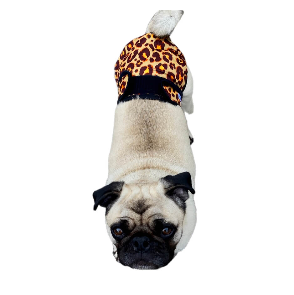 Sanitary Pants Luxury Leopard