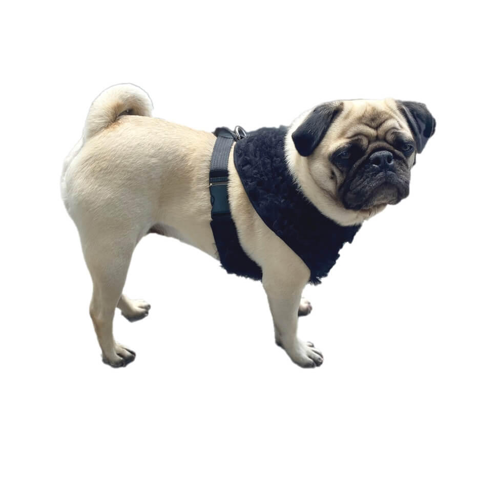 Harness Black Velvet Rhinestones Heart