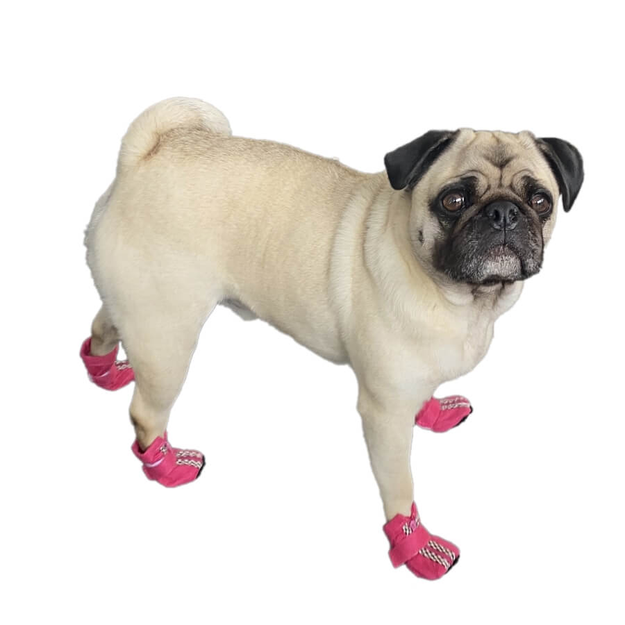 Small Paw Non-Skid Black Slipper Shoes