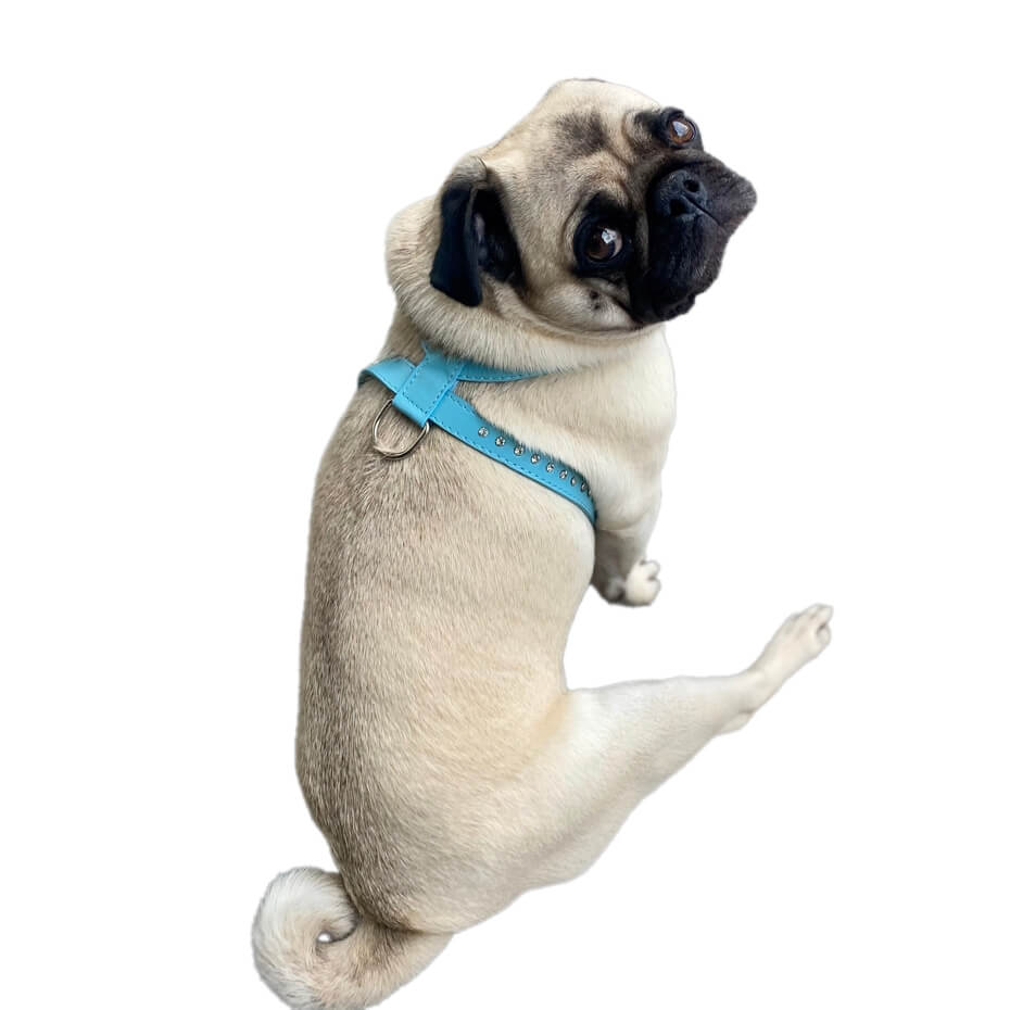 Harness Blue Rhinestone