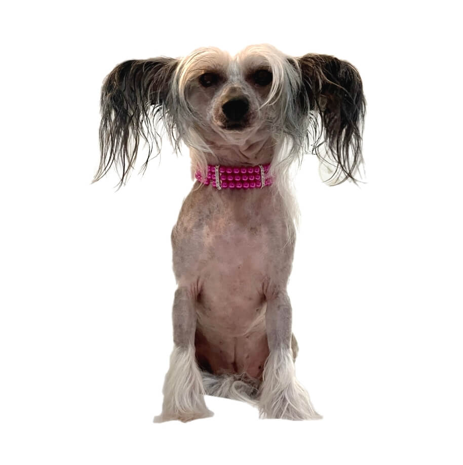 Necklace Collar Pearl Hot Pink