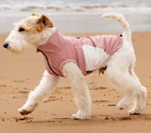 A small white wire-haired dog walking on a sandy beach wearing a pink pet vest.