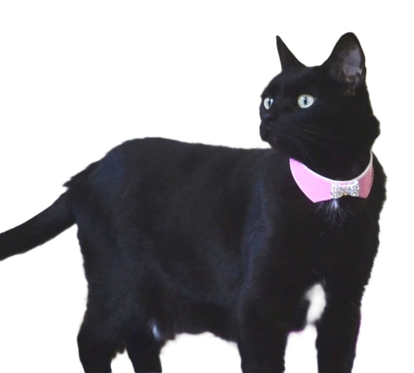 Collar Rhinestone Bow