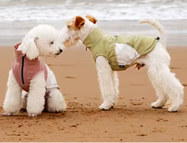 Two small dogs on a sandy beach wearing pet jackets. One dog is white and wearing a dusty pink jacket, while the other has light brown ears and wears an olive green jacket with a white belly panel.