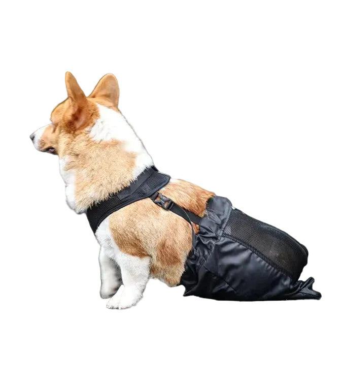 Dog wearing a black raincoat on a paved surface with greenery in the background