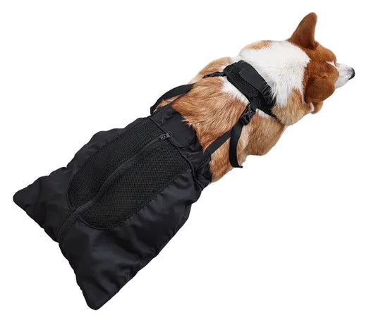 Dog wearing a black protective garment on a gray wooden floor
