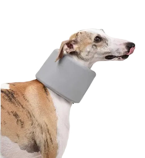 Dog wearing a gray protective collar on a light gray background