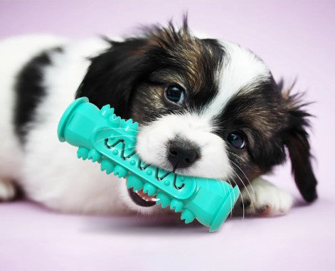 5-in-1 Chew Toy - assorted colours