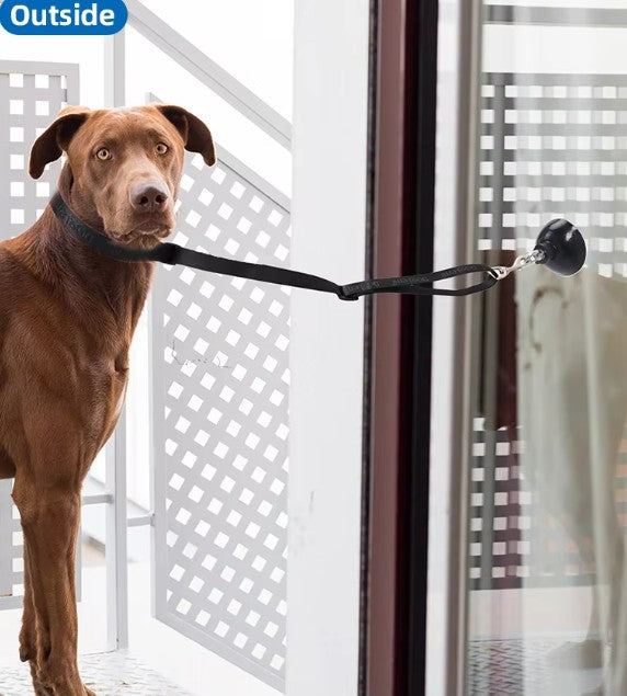Dog standing on a leash attached to a door handle, looking outside.