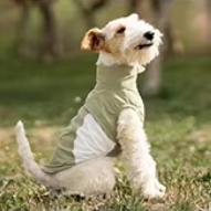 A small white dog wearing an olive green and white pet sweater sits on a grassy lawn in a park.