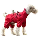 Dog wearing a red raincoat standing on grass
